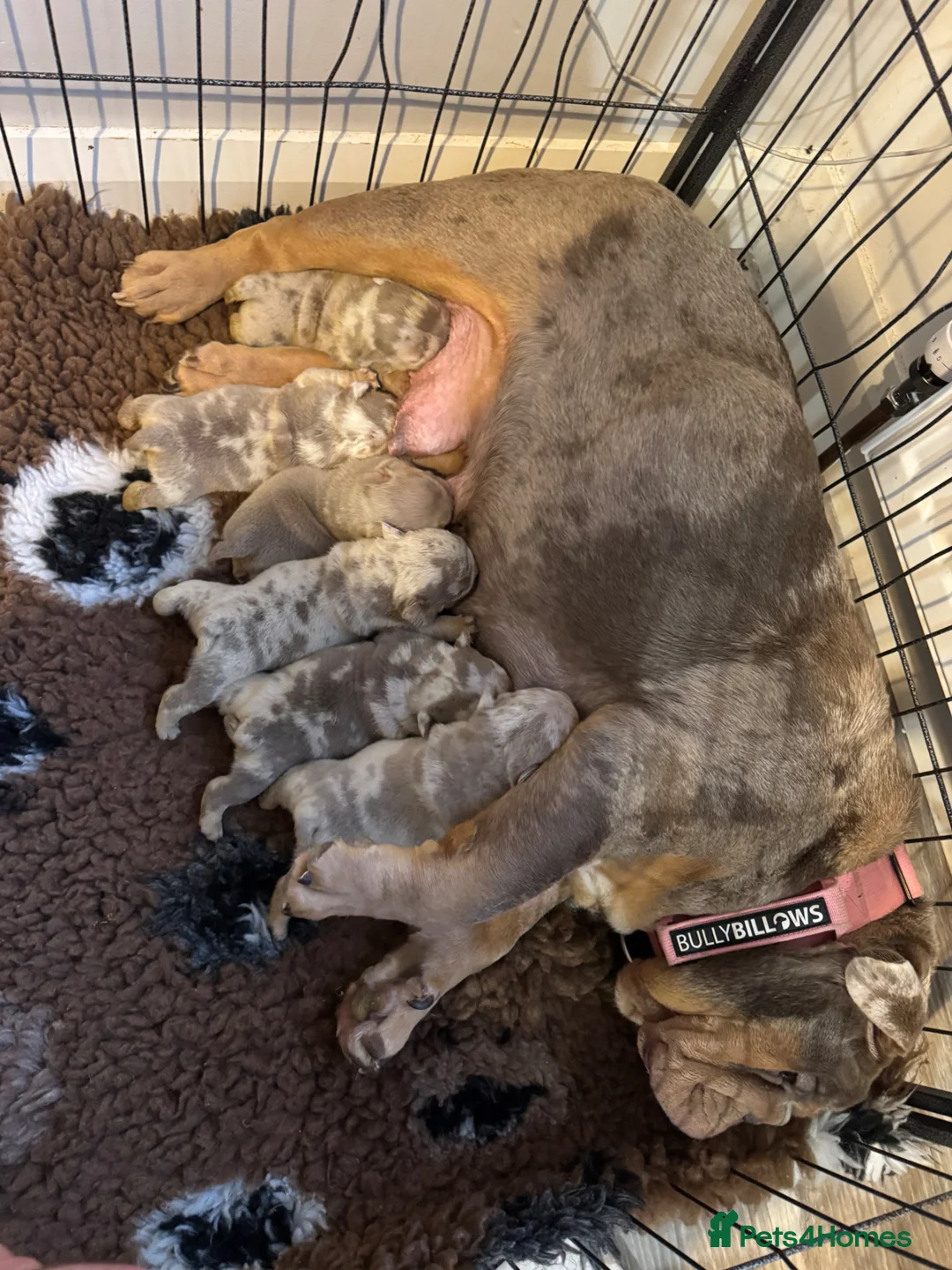 English Bulldog dogs for sale: English bulldog puppies  - Advert 22