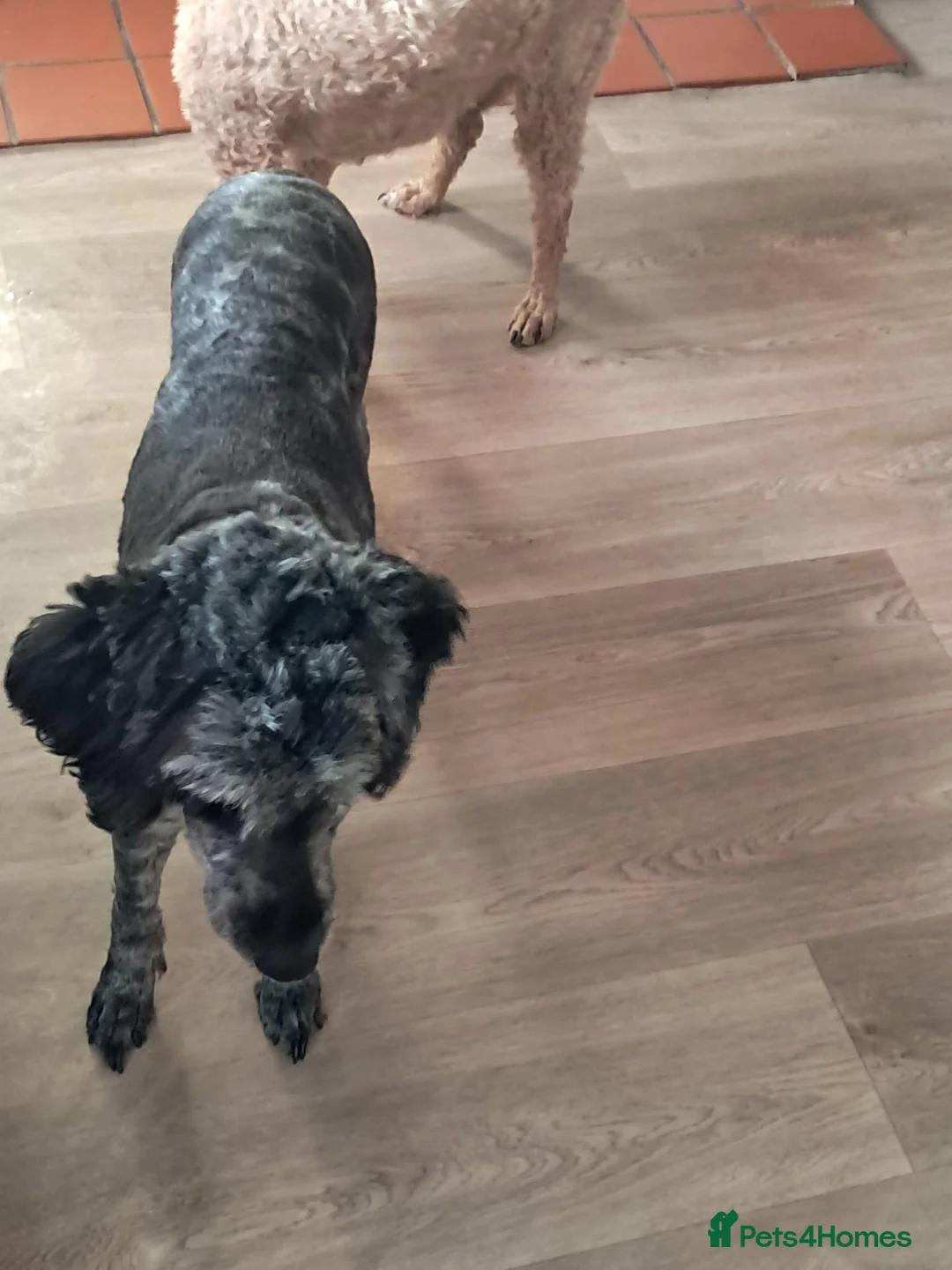 Goldendoodle dogs for sale: Goldendoodle Girl 6 yrs in Alfreton - Advert 4