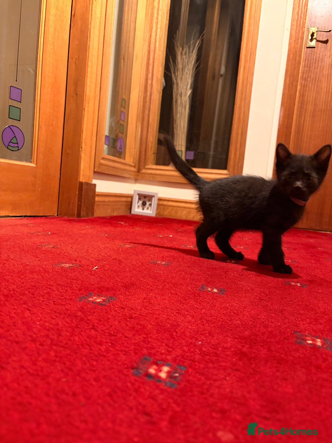 Mixed Breed cats for sale: Gorgeous kittens - Advert 4