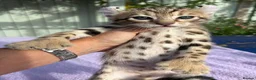 Keetso cats for sale: Stunning wild looking polydactyl curl ear keetsos  - Advert 5