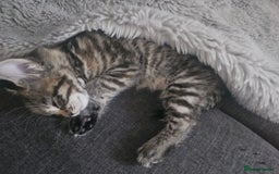 European cats for sale: Female tabby europian shorthair mixed kitten 🏡  - Image 15