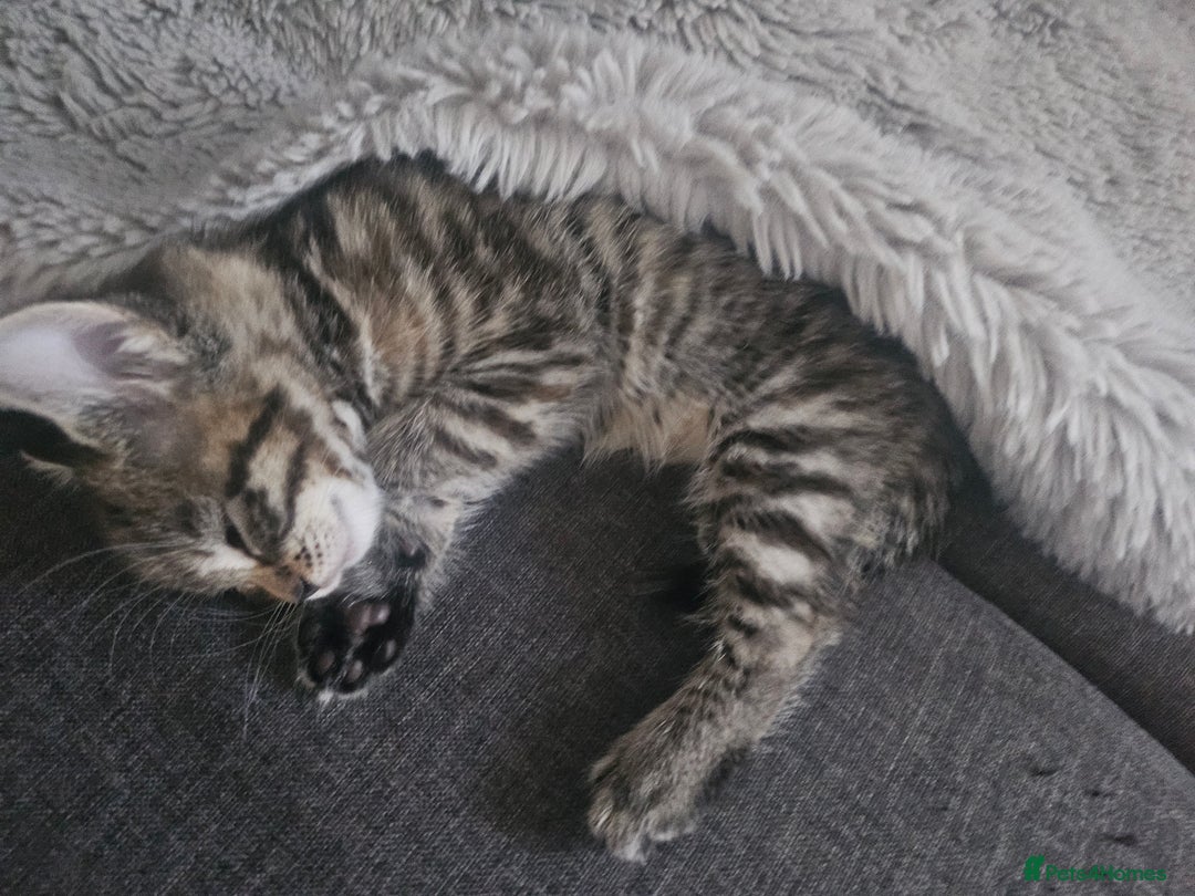 European cats for sale: Female tabby europian shorthair mixed kitten 🏡  - Image 15