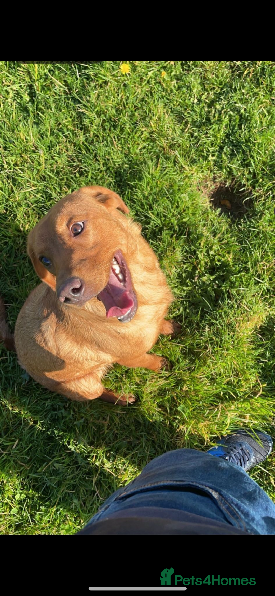 Labrador Retriever dogs for sale: 🏡 Labrador puppies 🐶 - Advert 13