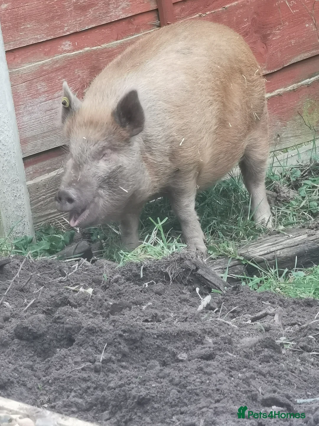 Pig livestock for sale: Daphney  - Advert 2