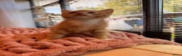 British Shorthair cats for sale: British short haired cross kittens #Ready now  - Advert 8