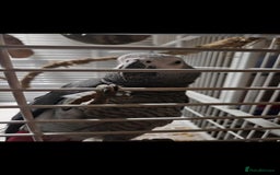 Parrots birds for sale: African grey  - Image 1