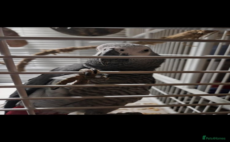 Parrots birds - Advert 5