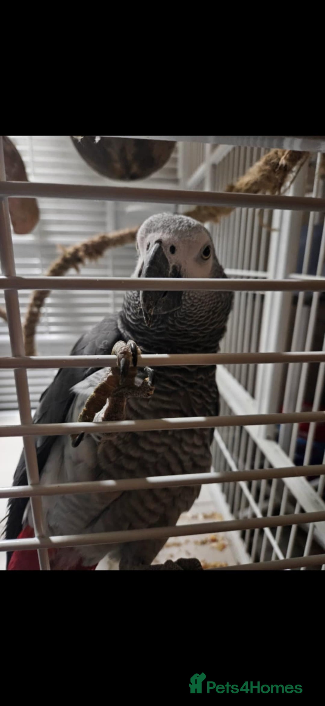 Parrots birds for sale: African grey  - Image 1