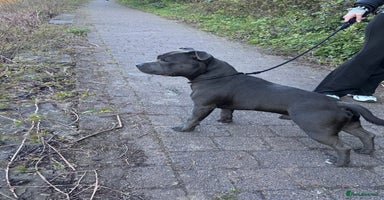 Staffordshire Bull Terrier dogs - Advert 3