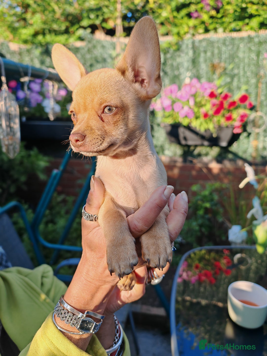 Chihuahua dogs for sale: Pure Chihuahuas - Image 2