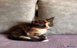 Maine Coon cats for sale: Half Maine Coon - Image 6