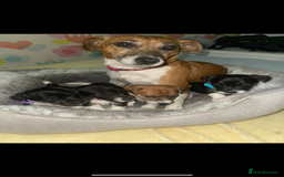 Jack Russell dogs for sale: Stunning Jack Russell puppies - Image 16