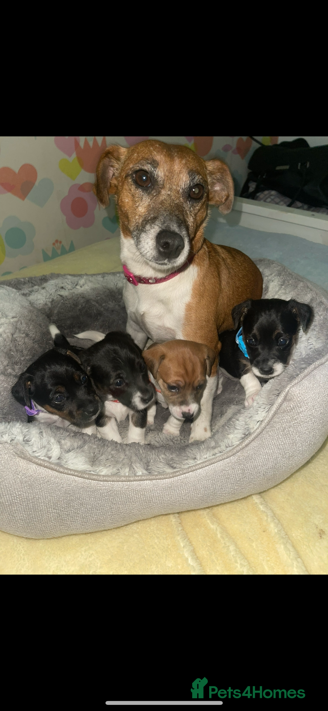 Jack Russell dogs for sale: Stunning Jack Russell puppies - Image 16