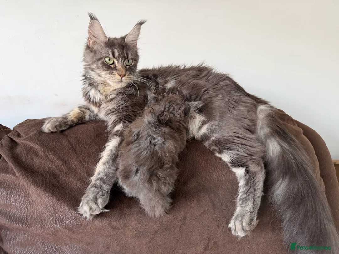 Maine Coon cats for sale: Maine Coon X  - Advert 1