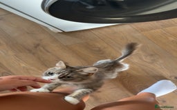 Mixed Breed cats for sale: 4 beautiful kittens  - Image 10