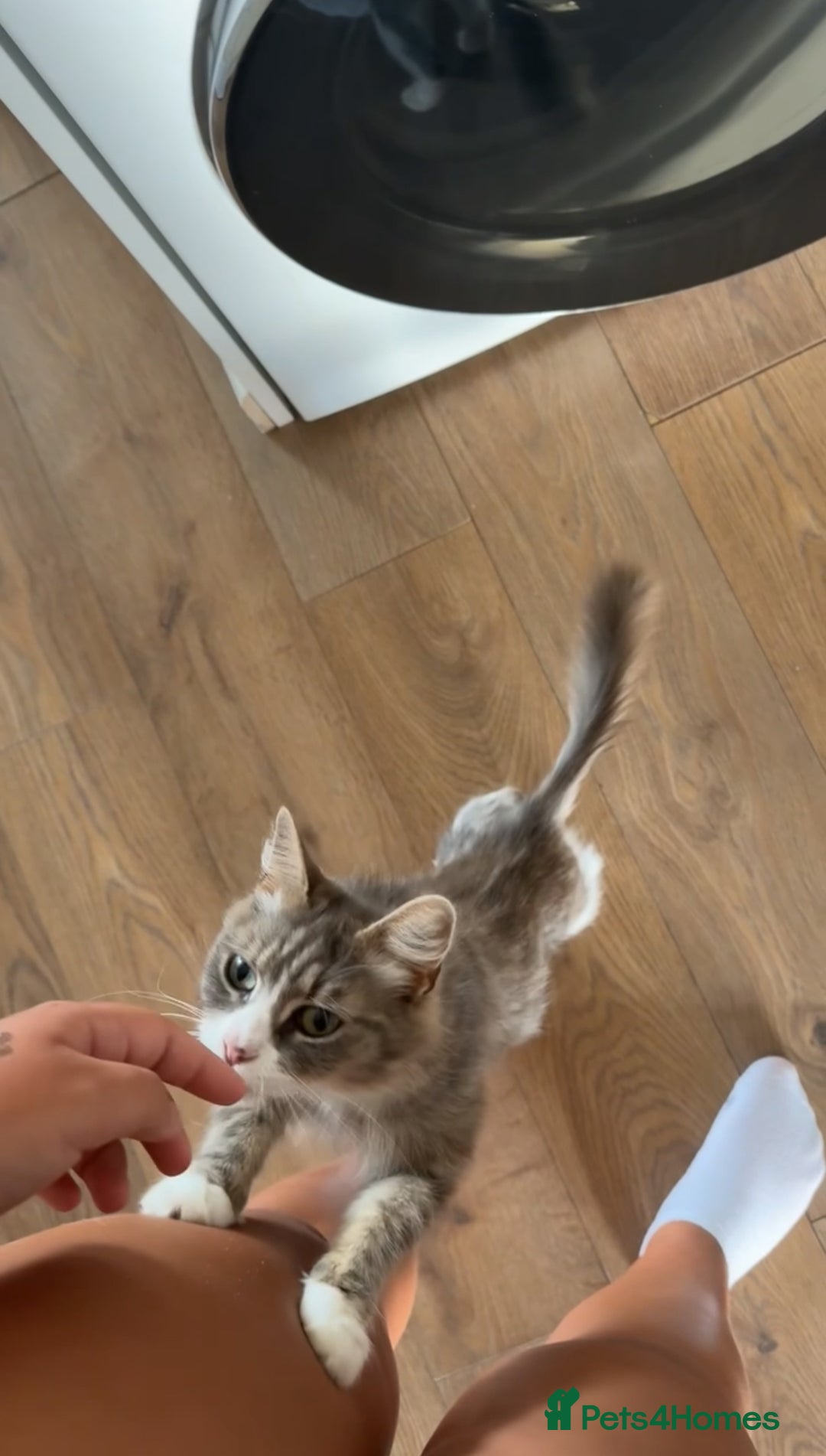 Mixed Breed cats for sale: 4 beautiful kittens  - Image 10