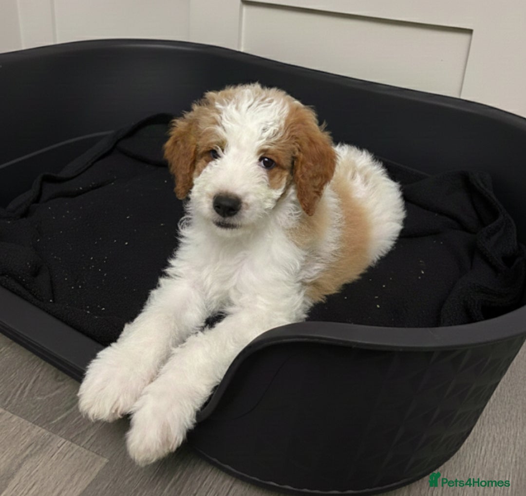 Double Doodle dogs for sale: Parti Double Doodles🐾  - Advert 31