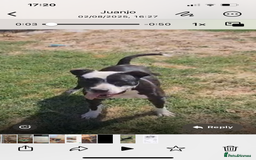 Mixed Breed dogs for adoption: ❤️ HERA the dog with a beautiful heart ❤️ - Image 2
