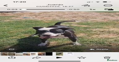 Mixed Breed dogs - Advert 6