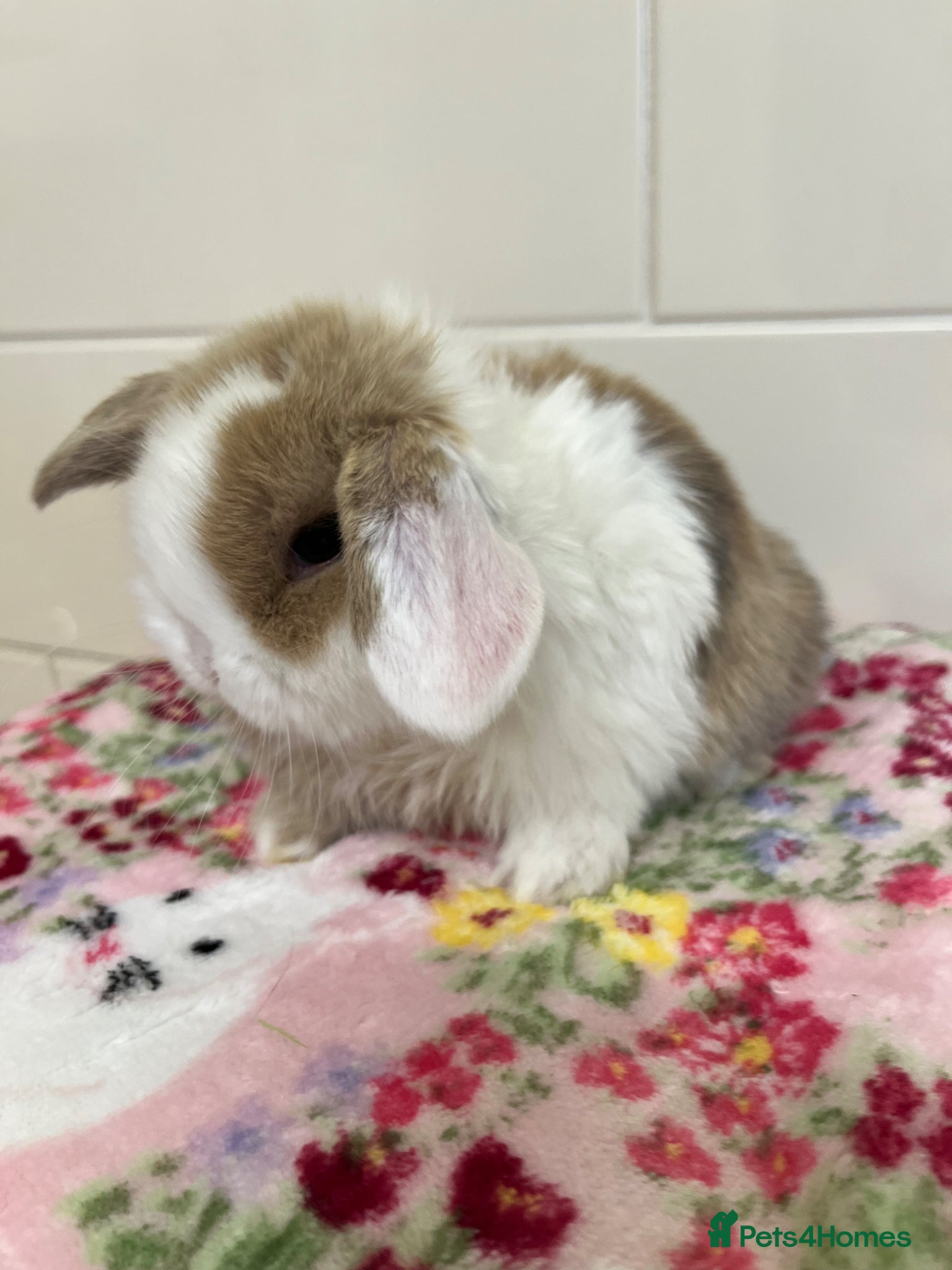 Mini Lop rabbits Beautiful litter of mini lop babies for sale  - Advert 1