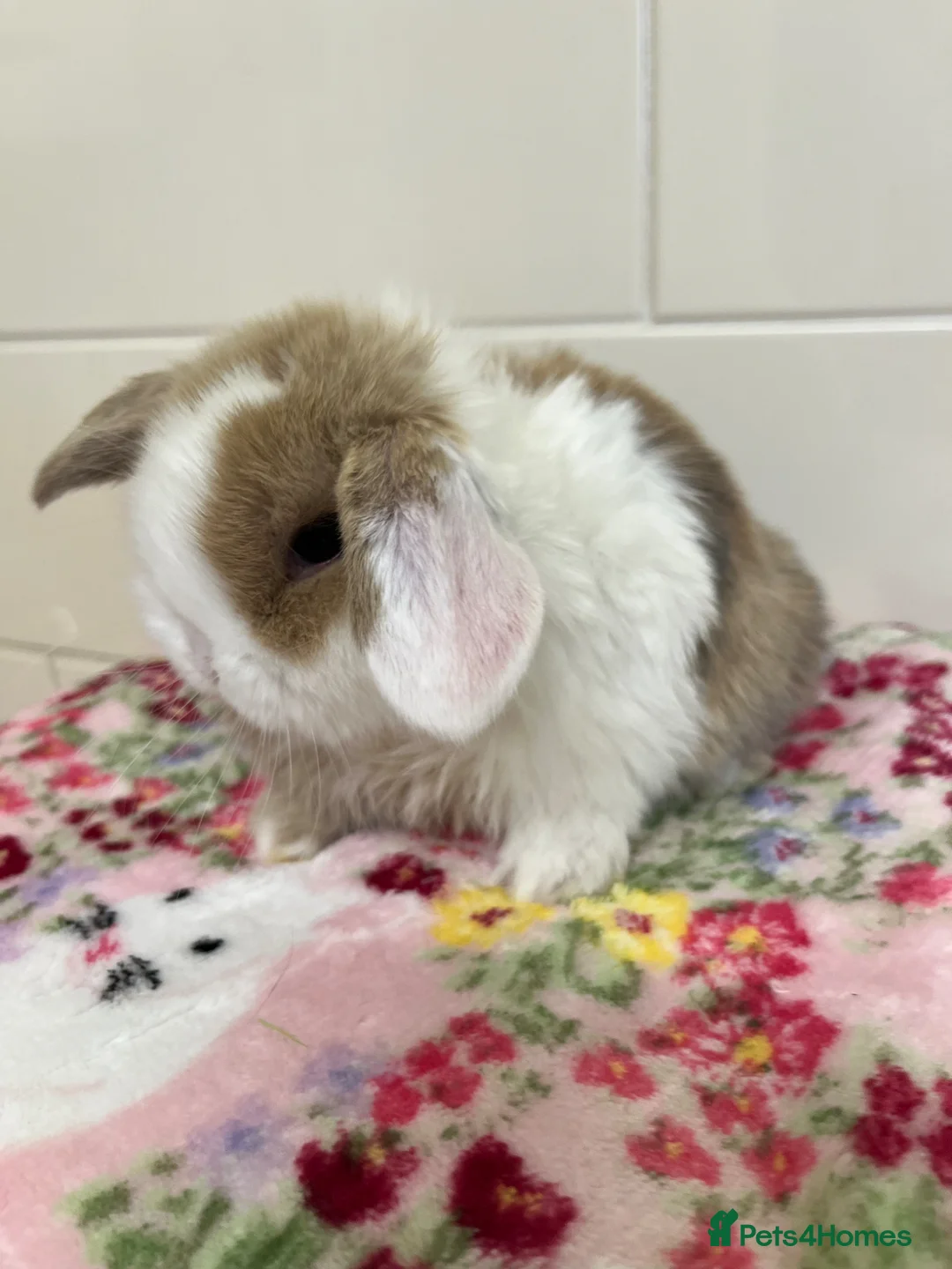 Mini Lop rabbits for sale: Beautiful litter of mini lop babies for sale  - Advert 1