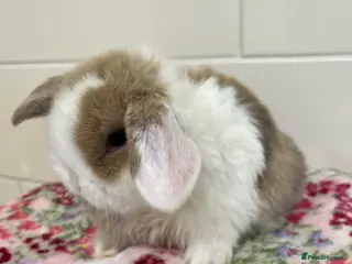 Mini Lop rabbits Beautiful litter of mini lop babies for sale - Advert 1