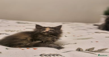 Maine Coon cats - Advert 5