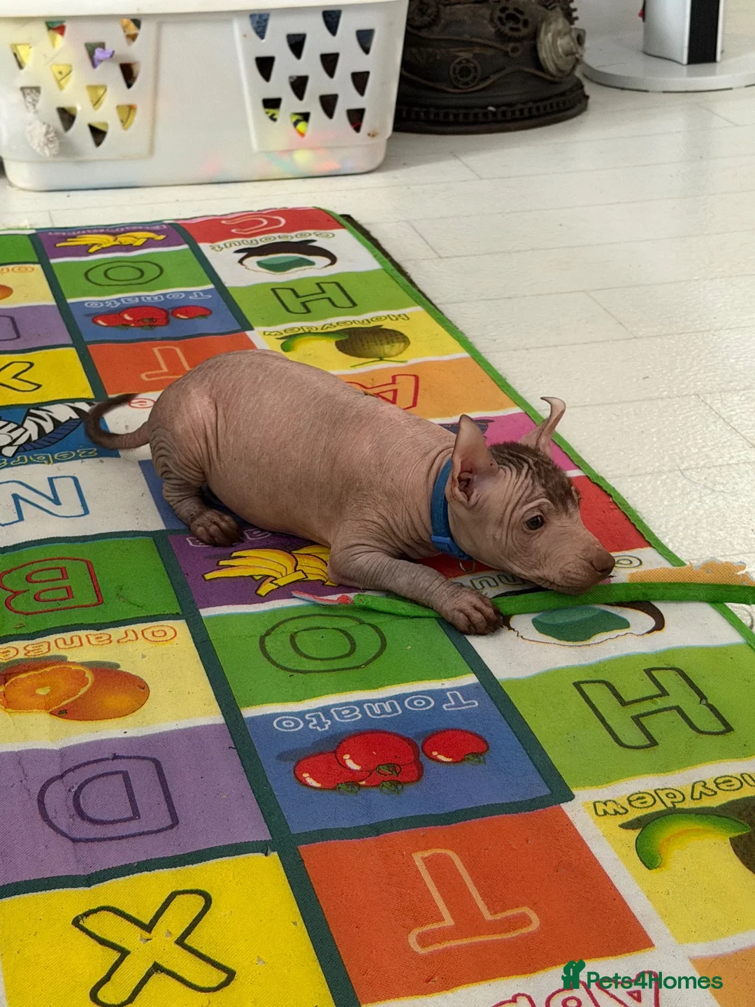 Mexican Hairless dogs for sale: Quality babys - Advert 11