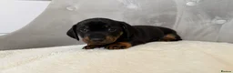 Miniature Dachshund dogs for sale: Miniature Dachshund - Advert 17
