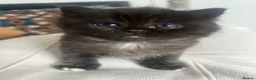 British Shorthair cats for sale: British shorthairs 🎊 - Advert 2