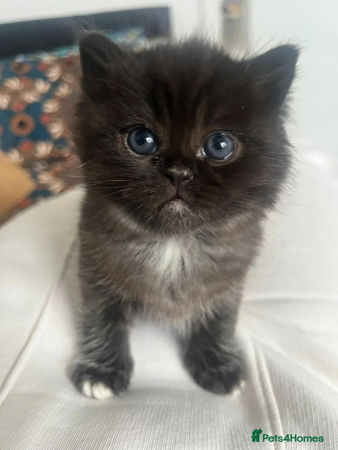 British Shorthair cats for sale: British shorthairs 🎊 - Advert 2