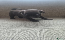 Pug dogs for sale: Beautiful pugs puppies - Image 8