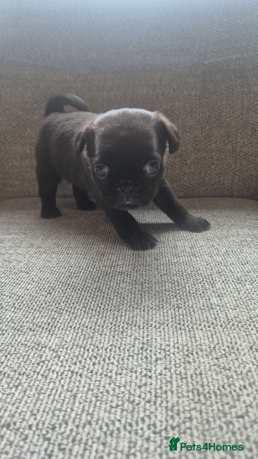 Pug dogs for sale: Beautiful pugs puppies - Image 8