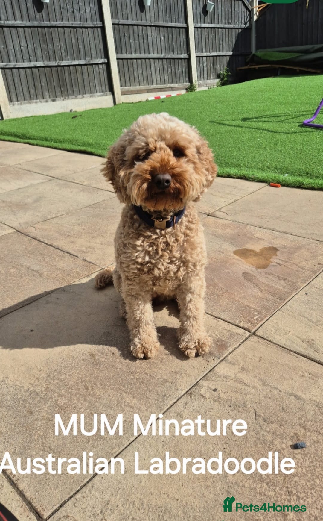 Mixed Breed dogs for sale: Australian Labradoodle / Cockapoo  - Advert 6
