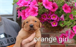 Labrador Retriever dogs for sale: KC REG FOX RED LABRADOR PUPPIES - Image 10