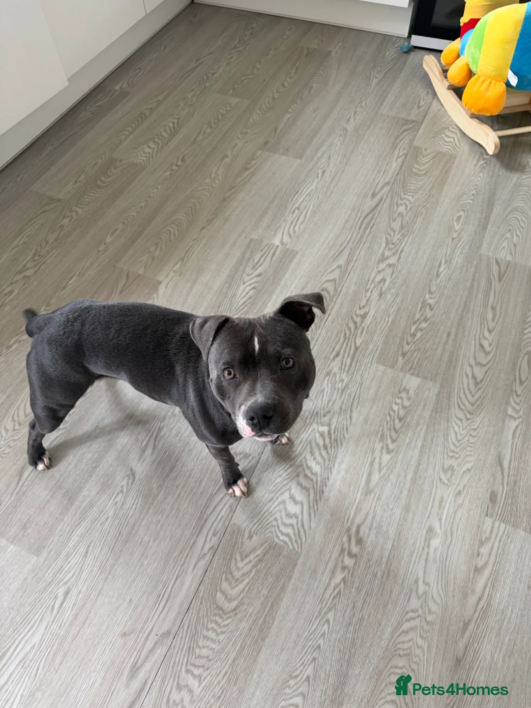 Staffordshire Bull Terrier dogs for sale: 10month old staffy - Advert 2