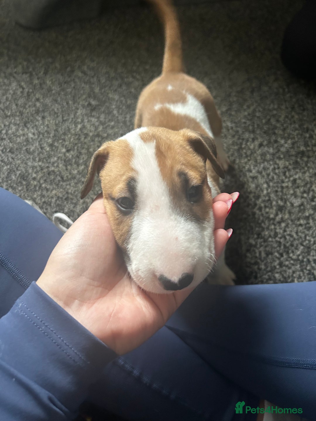 English Bull Terrier dogs for sale: English Bull Terrier - Image 7