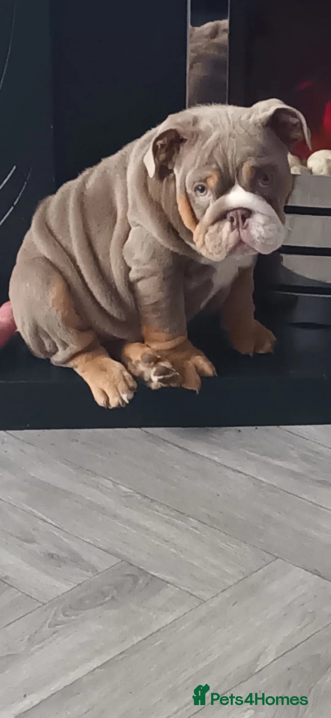 English Bulldog dogs for sale: Full pedigree british bulldog  in Manchester - Advert 2