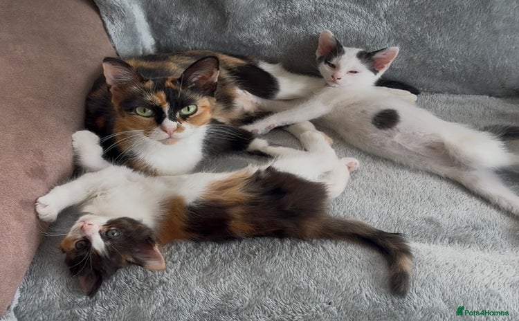 Mixed Breed cats - Advert 8