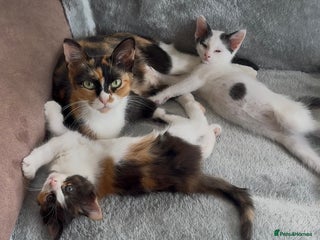 Mixed Breed cats - Advert 24