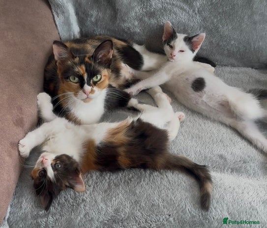 Mixed Breed cats - Advert 6