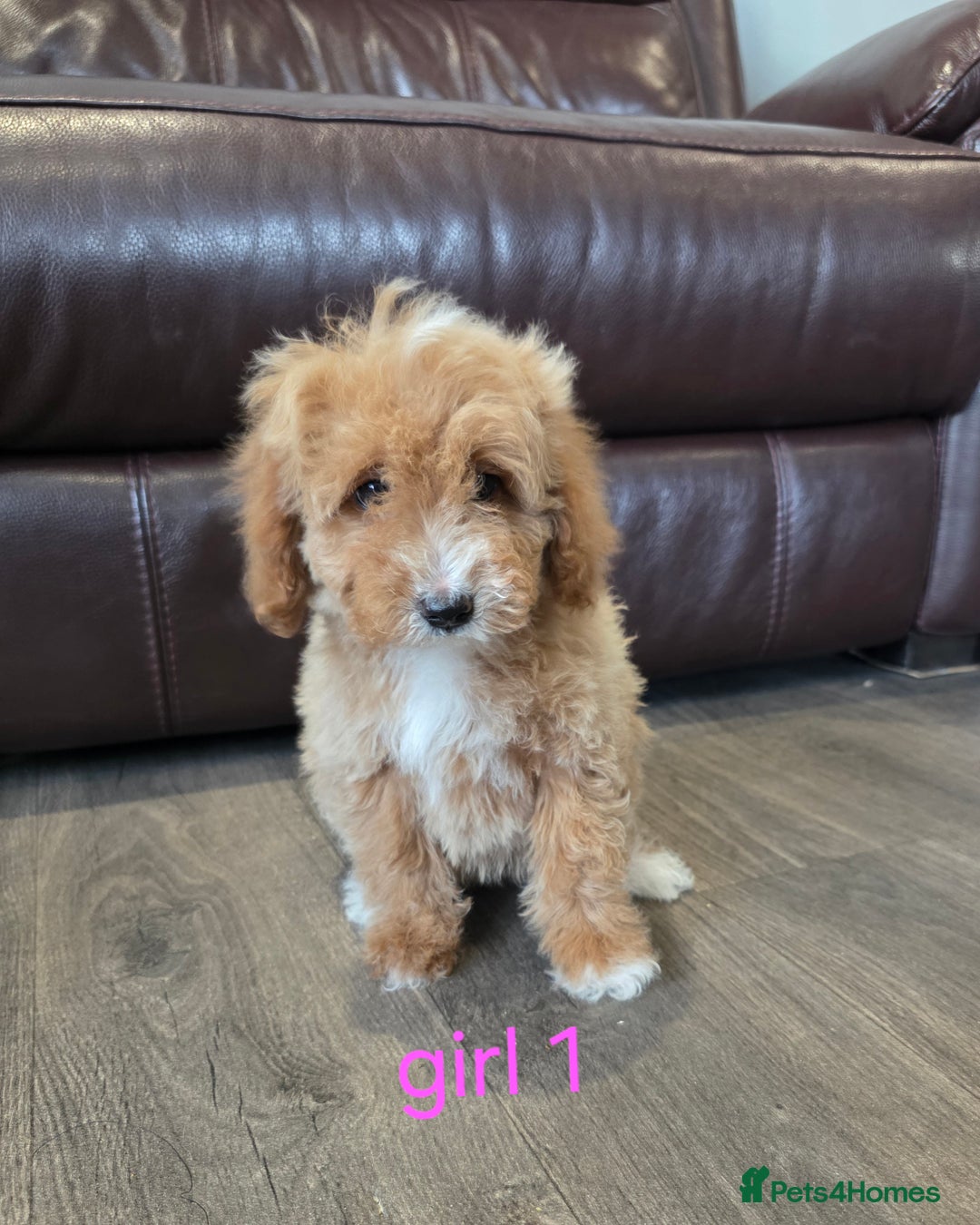 Cockapoo dogs for sale: Adorable cockapoo pups ready to go 🐶 - Image 4