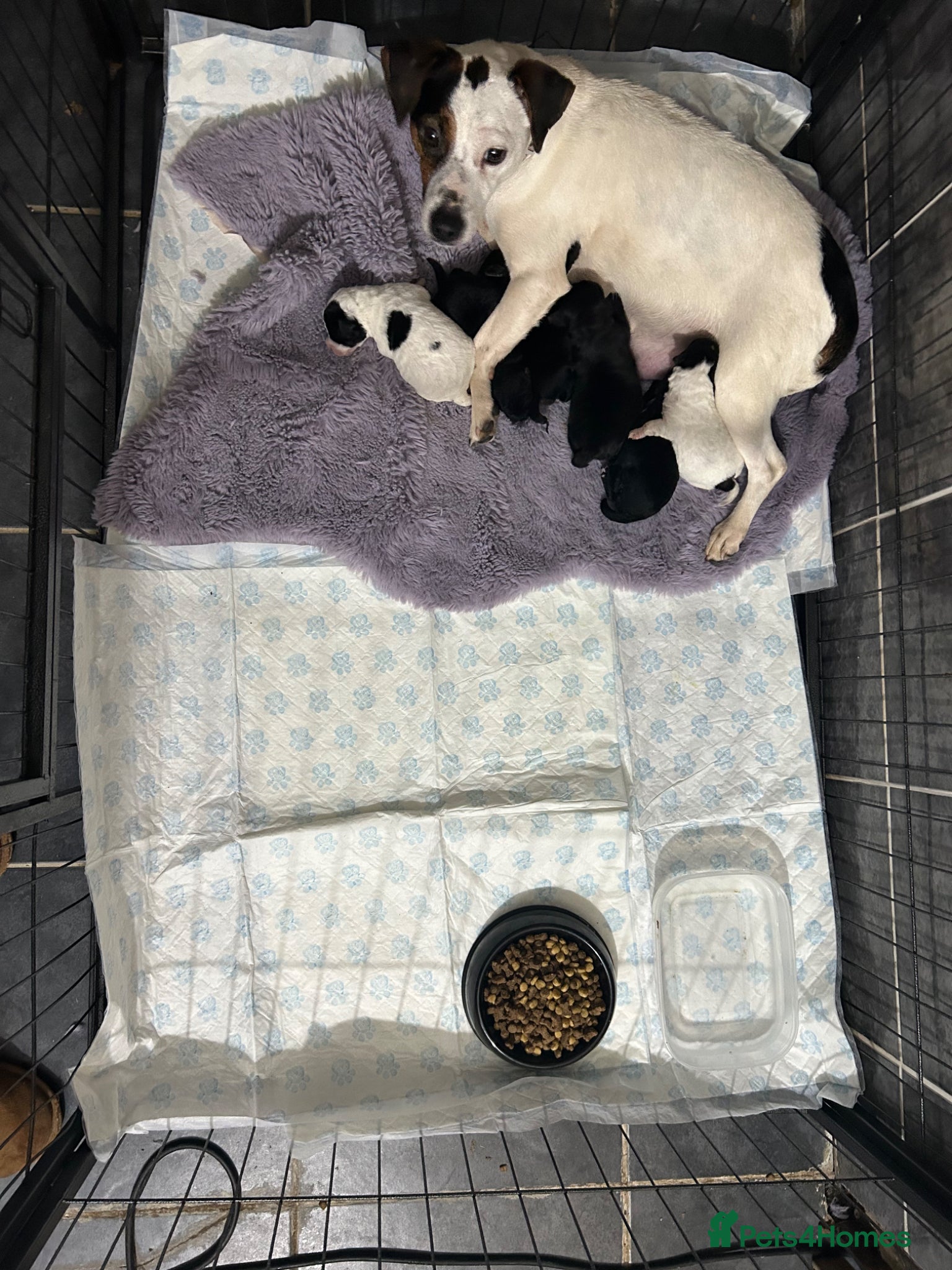 Jackapoo dogs for sale: Jackapoo puppies - Advert 1