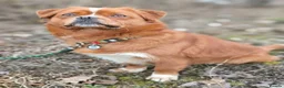 Mixed Breed dogs for adoption: 💙🐶 BONIK – TWO PERSONALITIES IN ONE LITTLE BODY in Burton-on-Trent - Advert 2