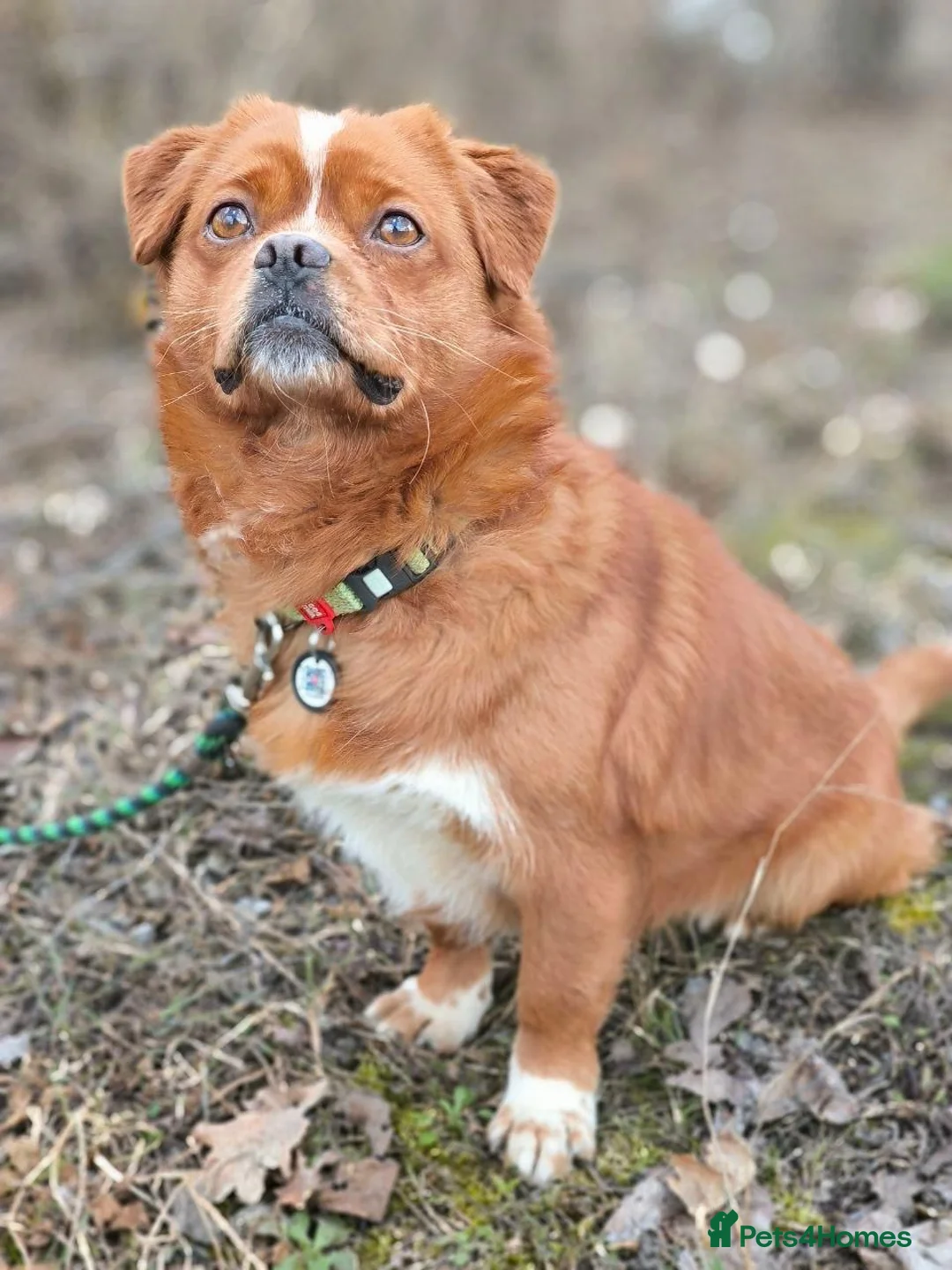 Mixed Breed dogs for adoption: 💙🐶 BONIK – TWO PERSONALITIES IN ONE LITTLE BODY in Burton-on-Trent - Advert 2