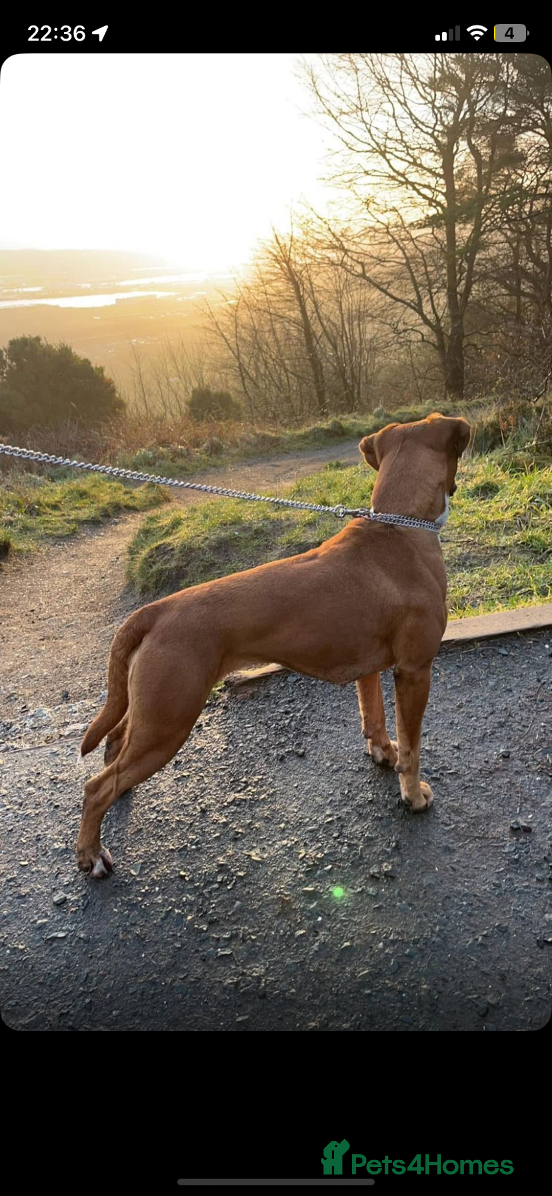 Boxer dogs for sale: Boxer puppies for sale  - Advert 4