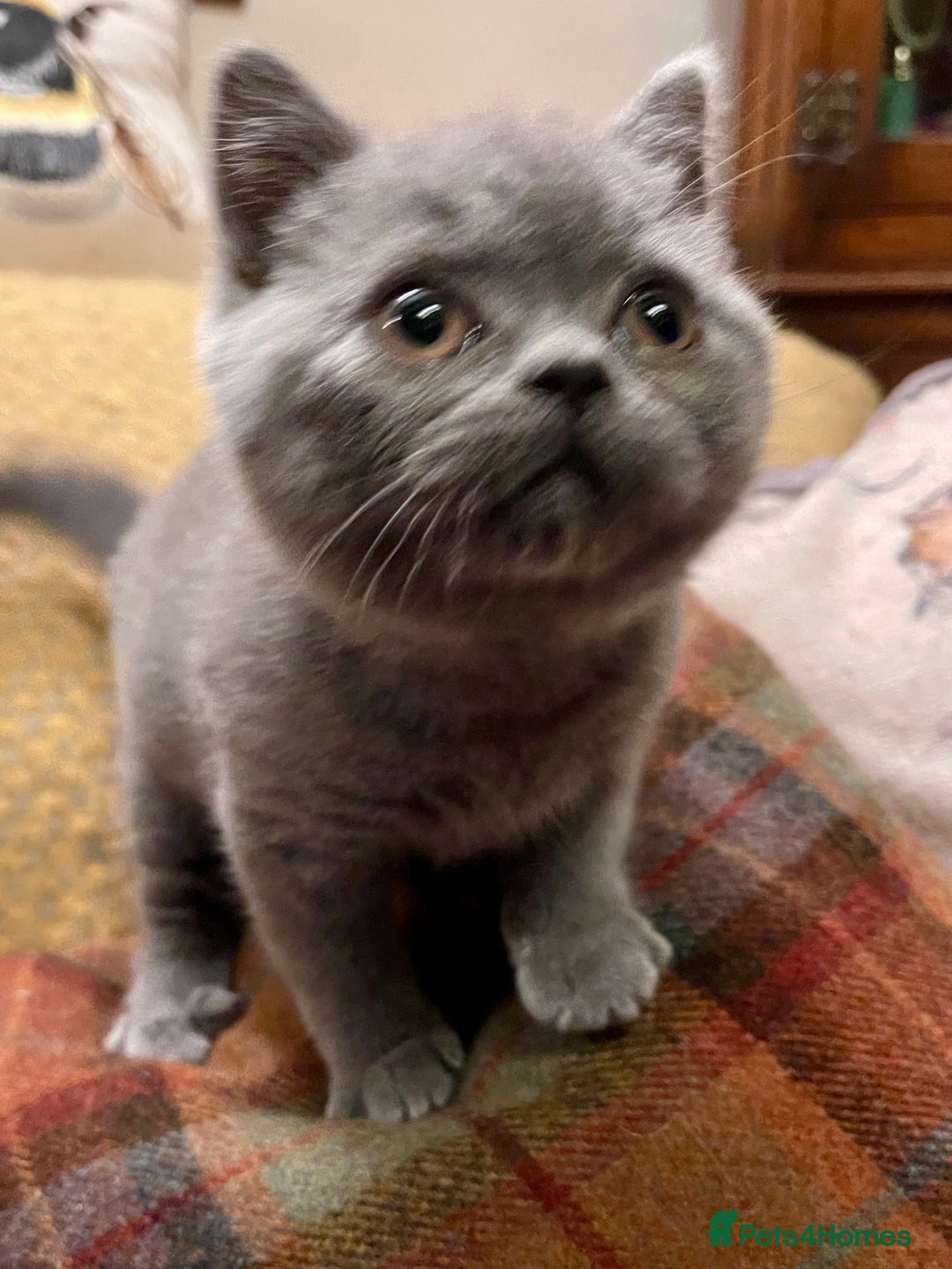 British Shorthair cats for sale: Champion Sired Female BSH - Advert 21