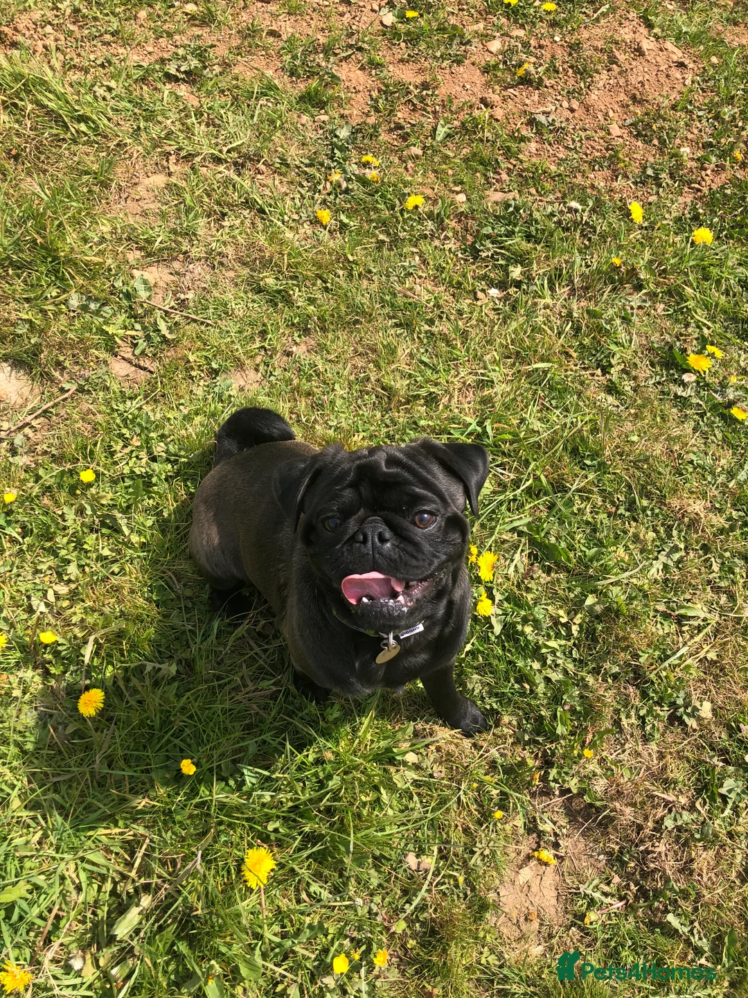 Pug dogs for stud: ❤️ DUD THE STUD 💋 in Exeter - Advert 1