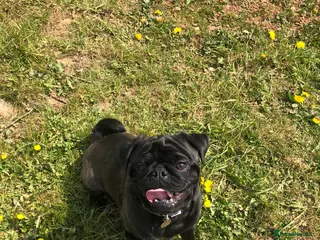 Pug dogs ❤️ DUD THE STUD 💋 - Advert 1