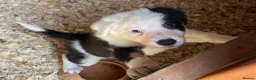 Border Collie dogs for sale: Stunning Border Collie Puppies in Honiton - Advert 8